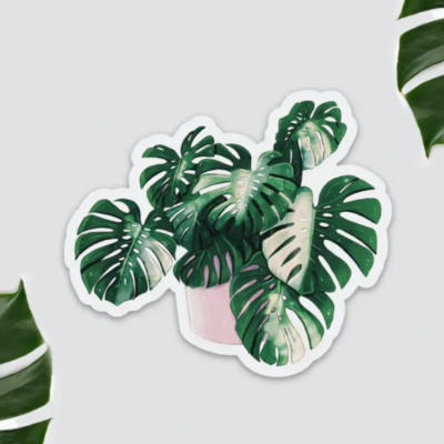 ÍMAN MONSTERA DELICIOSA VARIEGATA PLANTYINTROVERTS