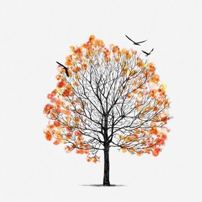 ILUSTRAÇÃO "AZINHEIRA II" MARTA NUNES