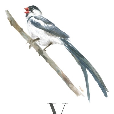 ILUSTRAÇÃO "V" ANA RITA ROBALO