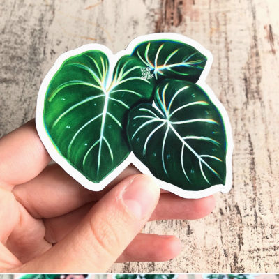 ÍMAN PHILODENDRON GLORIOSUM PLANTYINTROVERTS