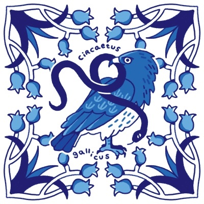 ILUSTRAÇÃO "AZULEJOS DE CASA - CIRCAETUS GALLICUS" MENDI MENDES