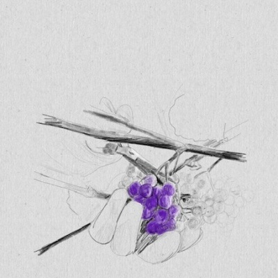 ILUSTRAÇÃO "COLHER" MARTA NUNES