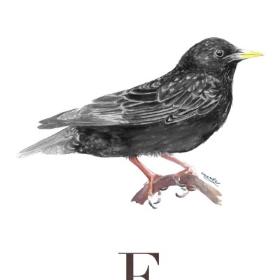 ILUSTRAÇÃO "E" ANA RITA ROBALO