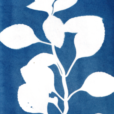 POSTAL "SER SOMBRA QUATRO" CLÁUDIA SALGUEIRO