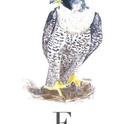 ILUSTRAÇÃO "F" ANA RITA ROBALO