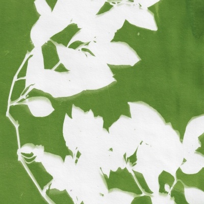 ILUSTRAÇÃO "VERDE SOMBRA" CLÁUDIA SALGUEIRO