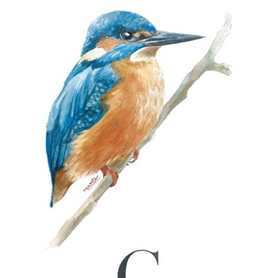 ILUSTRAÇÃO "G" ANA RITA ROBALO