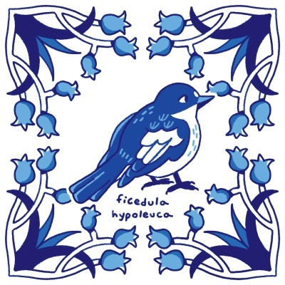 ILUSTRAÇÃO "AZULEJOS DE CASA - FICEDULA HYPOLEUCA" MENDI MENDES