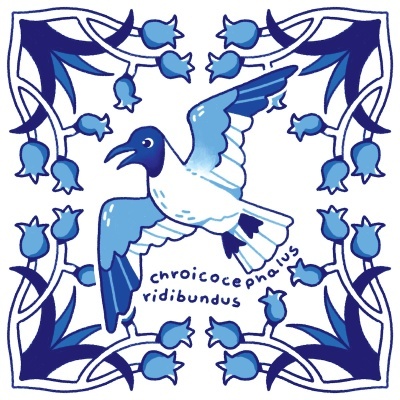 ILUSTRAÇÃO "AZULEJOS DE CASA - CHROICOCEPHALUS RIDIBUNDUS" MENDI MENDES