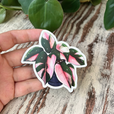 ÍMAN PHILODENDRON PRINK PRINCESA PLANTYINTROVERTS