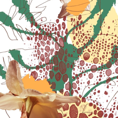 ILUSTRAÇÃO "OAK TREE" FRANCISCA COSTA