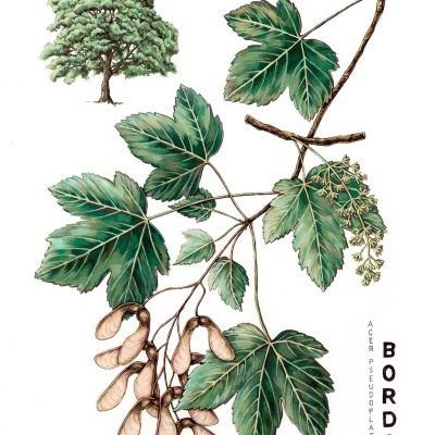 ORIGINAL "BORDO" RITA FAIA