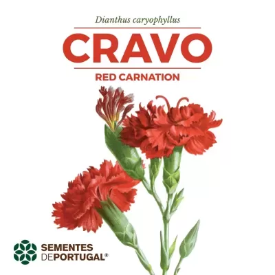 SEMENTES DE CRAVO SEMENTES DE PORTUGAL