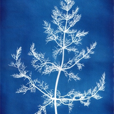 ORIGINAL "SER SOMBRA DEZ" CLÁUDIA SALGUEIRO