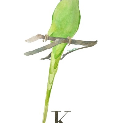 ILUSTRAÇÃO "K" ANA RITA ROBALO