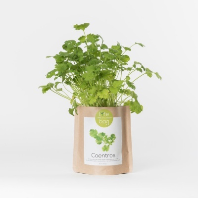 Grow Bag Coentros