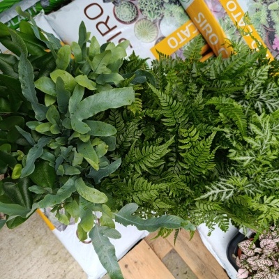 Pteris ens Evergemiensis