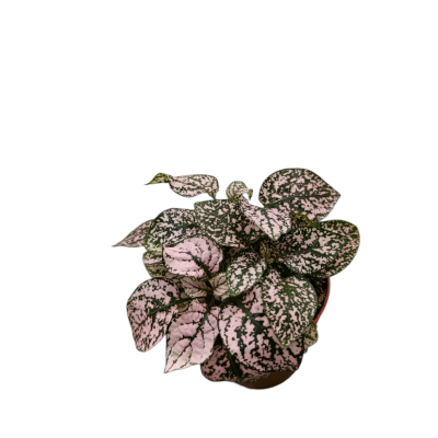 hypoestes phyllostachya pink