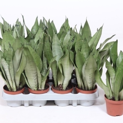 Sansevieria Trifasciata 38cm
