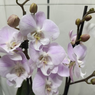 Orquidea Phalaenopsis