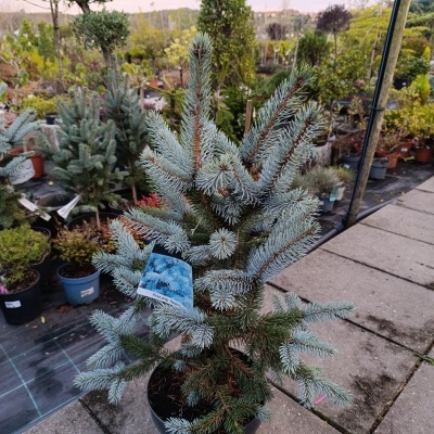 Picea pung. "Hoopsii" Super Blue