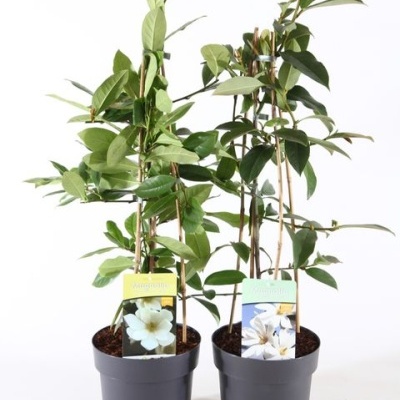 Magnólia Fairy Lady Cream