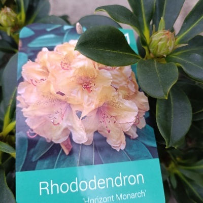 Rhododendron