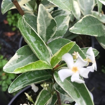 Trachelospermum jasminoides Variegata