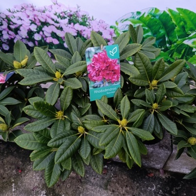 Rhododendron