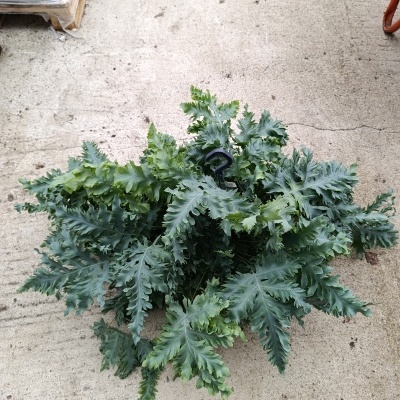 Phlebodium aureum ‘Blue Star’