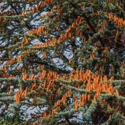 Cedrus Libani Glauca