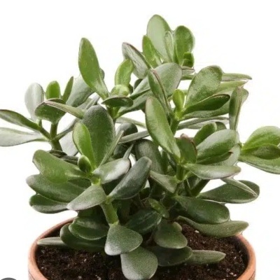 Crassula Ovata