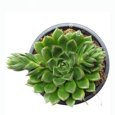 Echeveria Setorum Victor