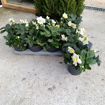 Helleborus Niger Christmas Carol