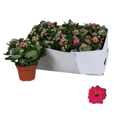 Kalanchoe Calandiva Rosalina
