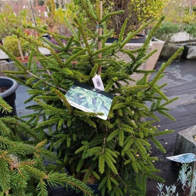 Árvore de Natal pequena natural em vaso com etiqueta