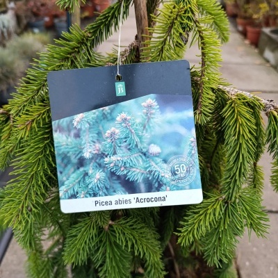 Picea Abies "Acrocona"