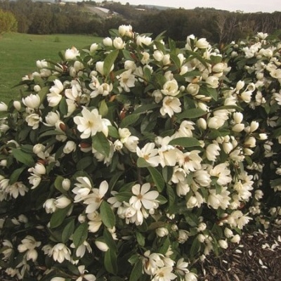 Magnólia Fairy Lady Cream