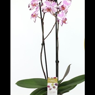 Orquidea Phalaenopsis