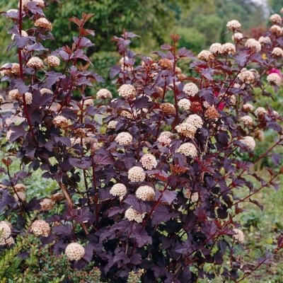 Physocarpus opulifolius 'Diabolo'