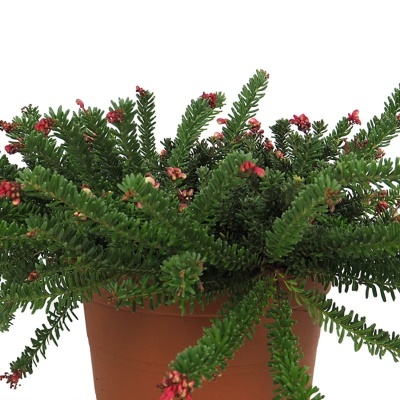 Grevillea lanigera "Mt Tamboritha"