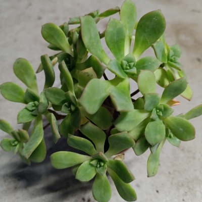 aeonium haworthii webb & berthel