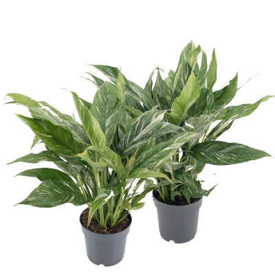 Spathiphyllum Diamond