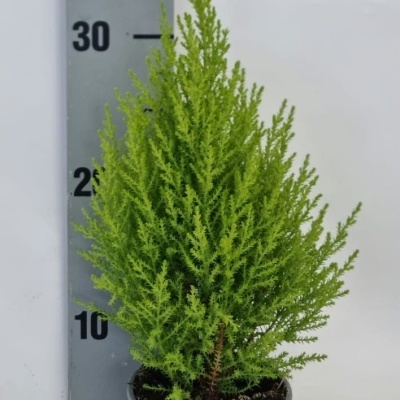 Cupressus macrocarpa 'Goldcrest'