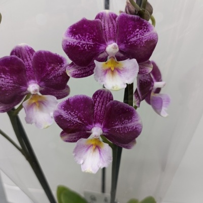 Orquidea Phalaenopsis