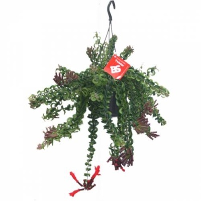 Aeschynanthus Mona Lisa