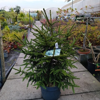 Planta verde num vaso azul-escuro no viveiro com outras plantas e estufas ao fundo
