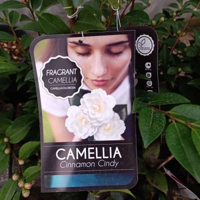 Camélia lutchuensis Perfumada