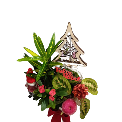 Composição de Plantas Trenó