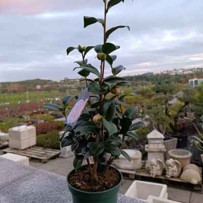 Camélia Japonica